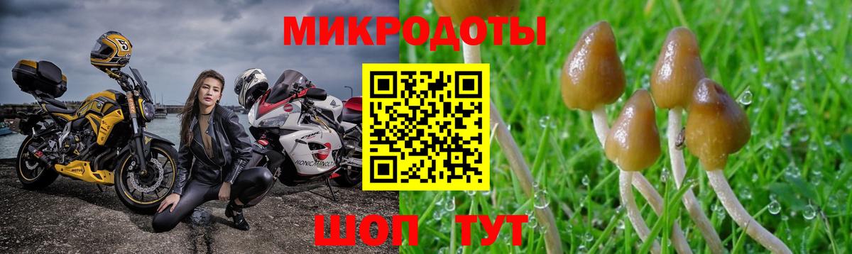 Галлюциногенные грибы Psilocybine cubensis Истра